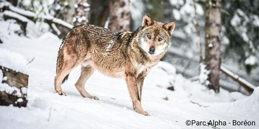 Découvrez les loups du Parc Alpha au cœur de la montagne 