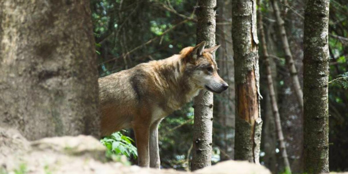 Le Parc Alpha, les loups de Saint-Martin-Vésubie