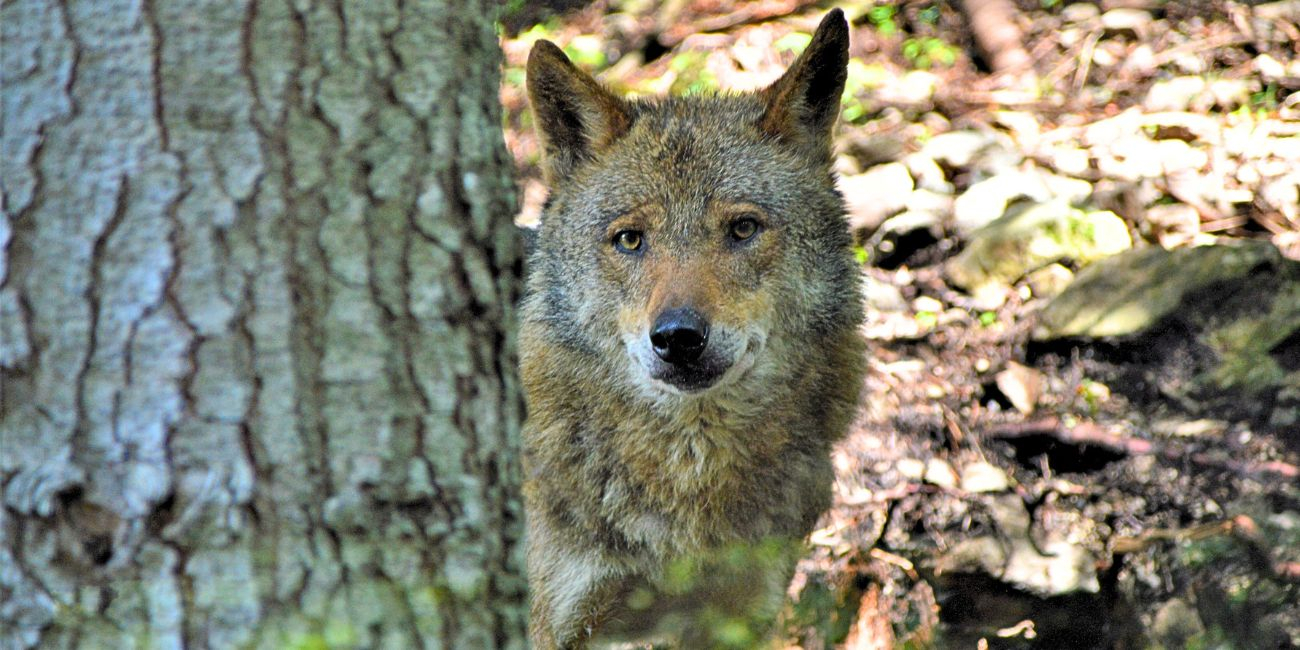 Le Parc Alpha, les loups de Saint-Martin-Vésubie